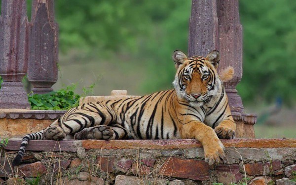 ranthambore tiger