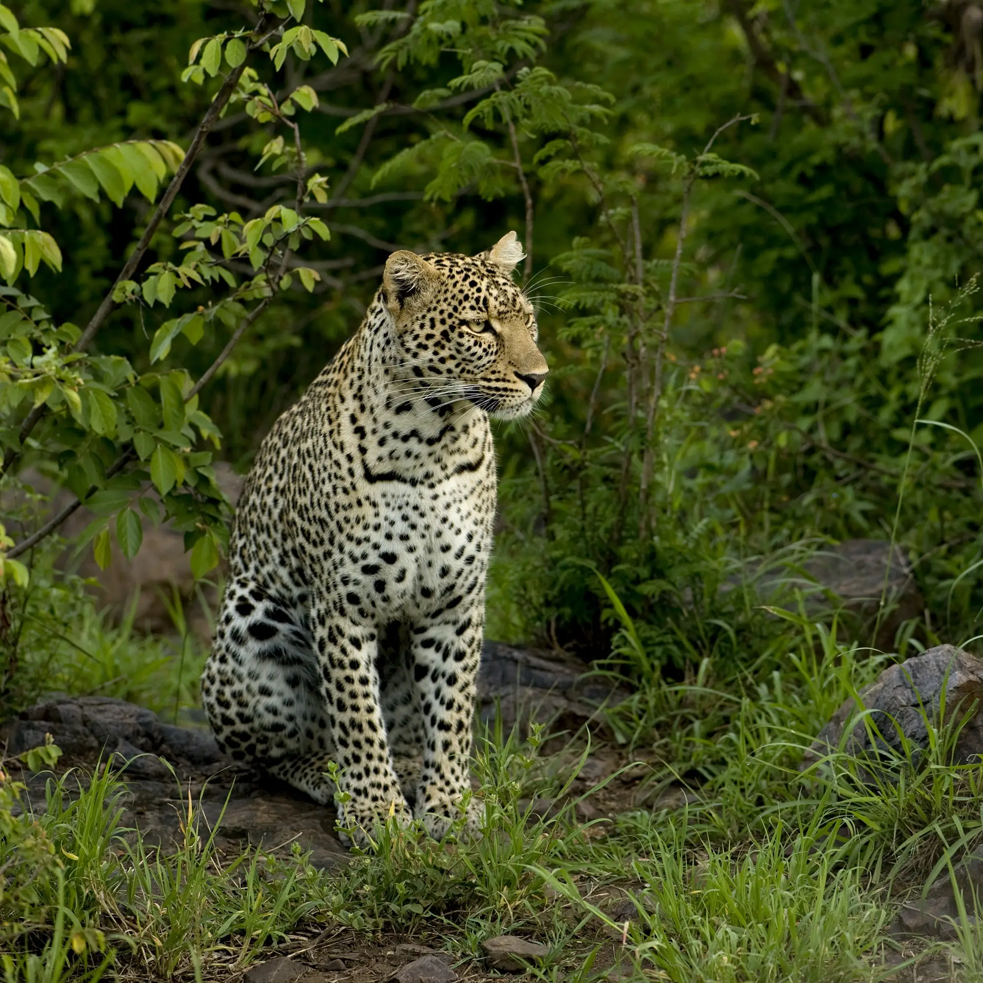 jhalana leopard