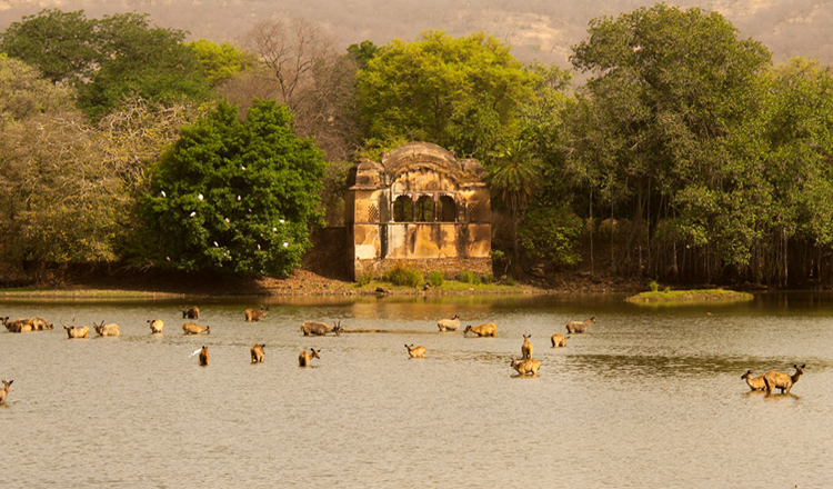 Padam Talao in Ranthambore