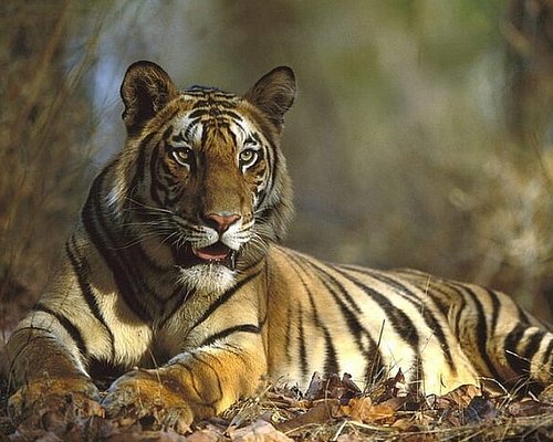 ranthambore safari