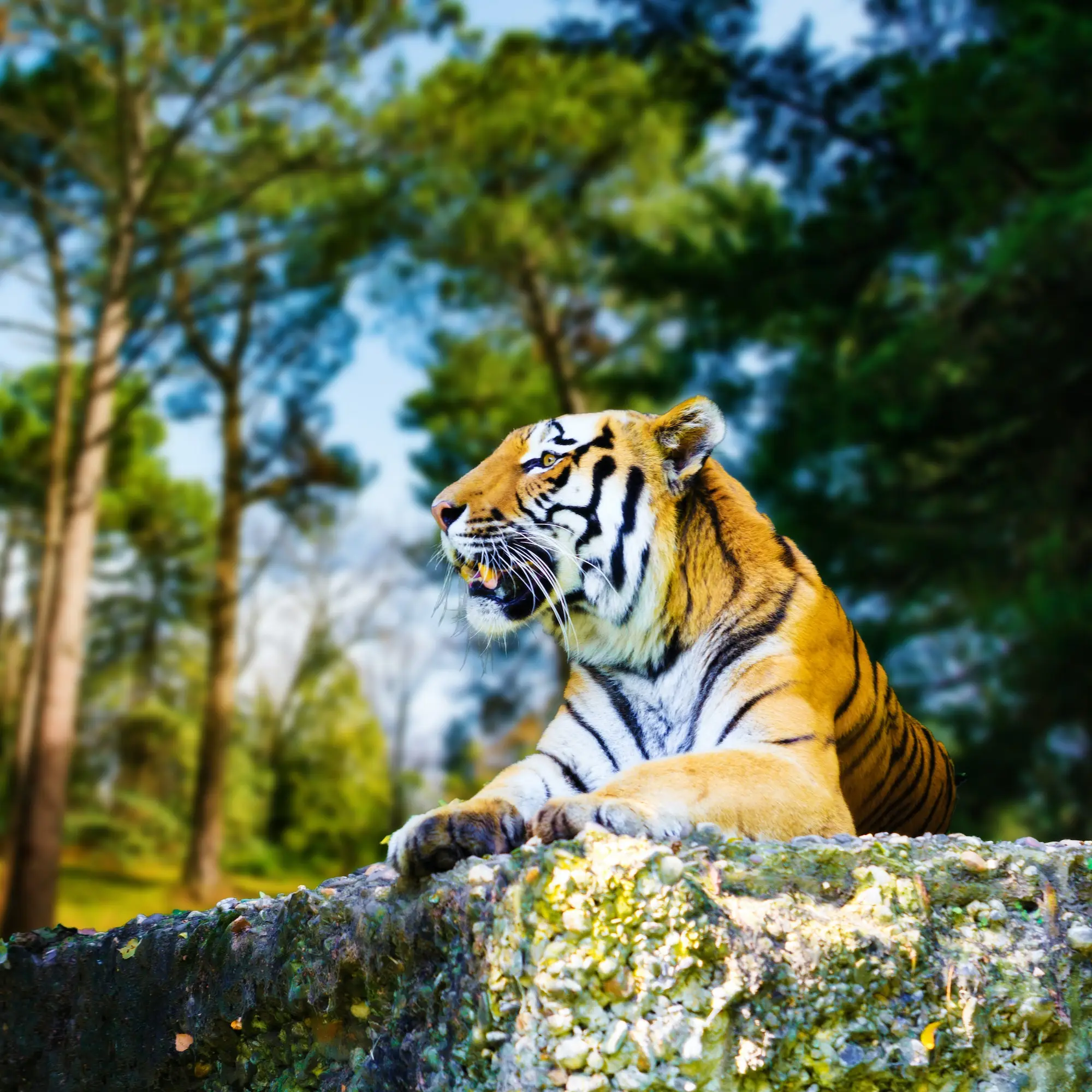 sariska sanctuary