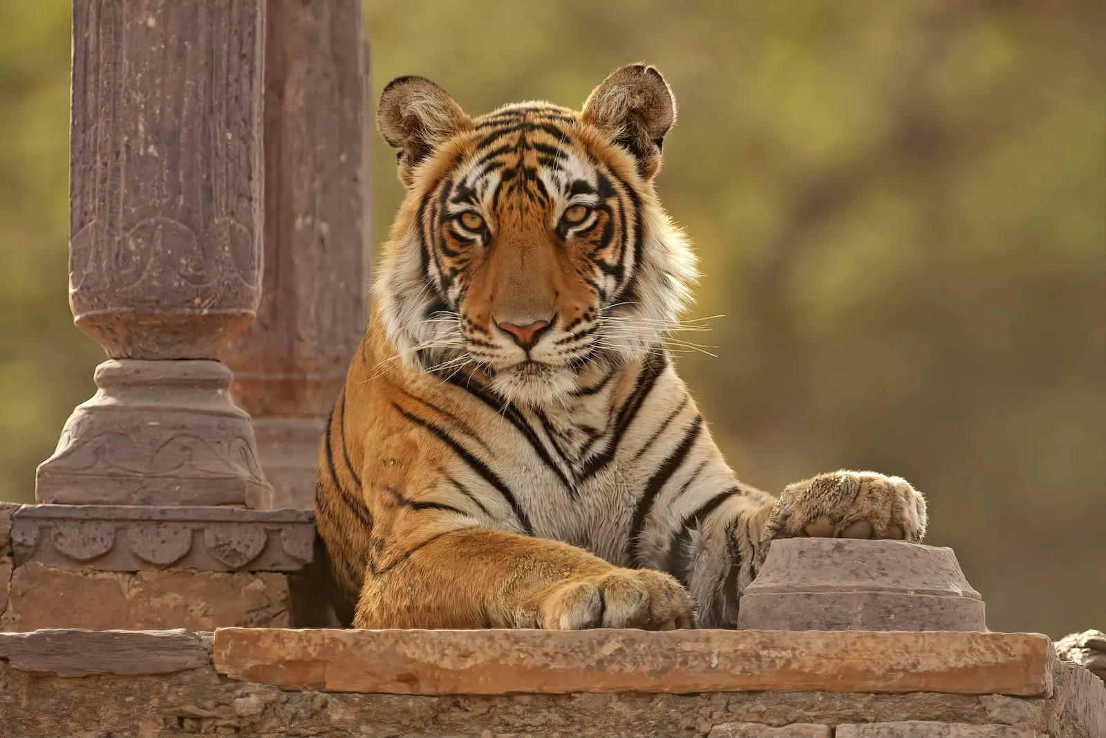 ranthambore national park