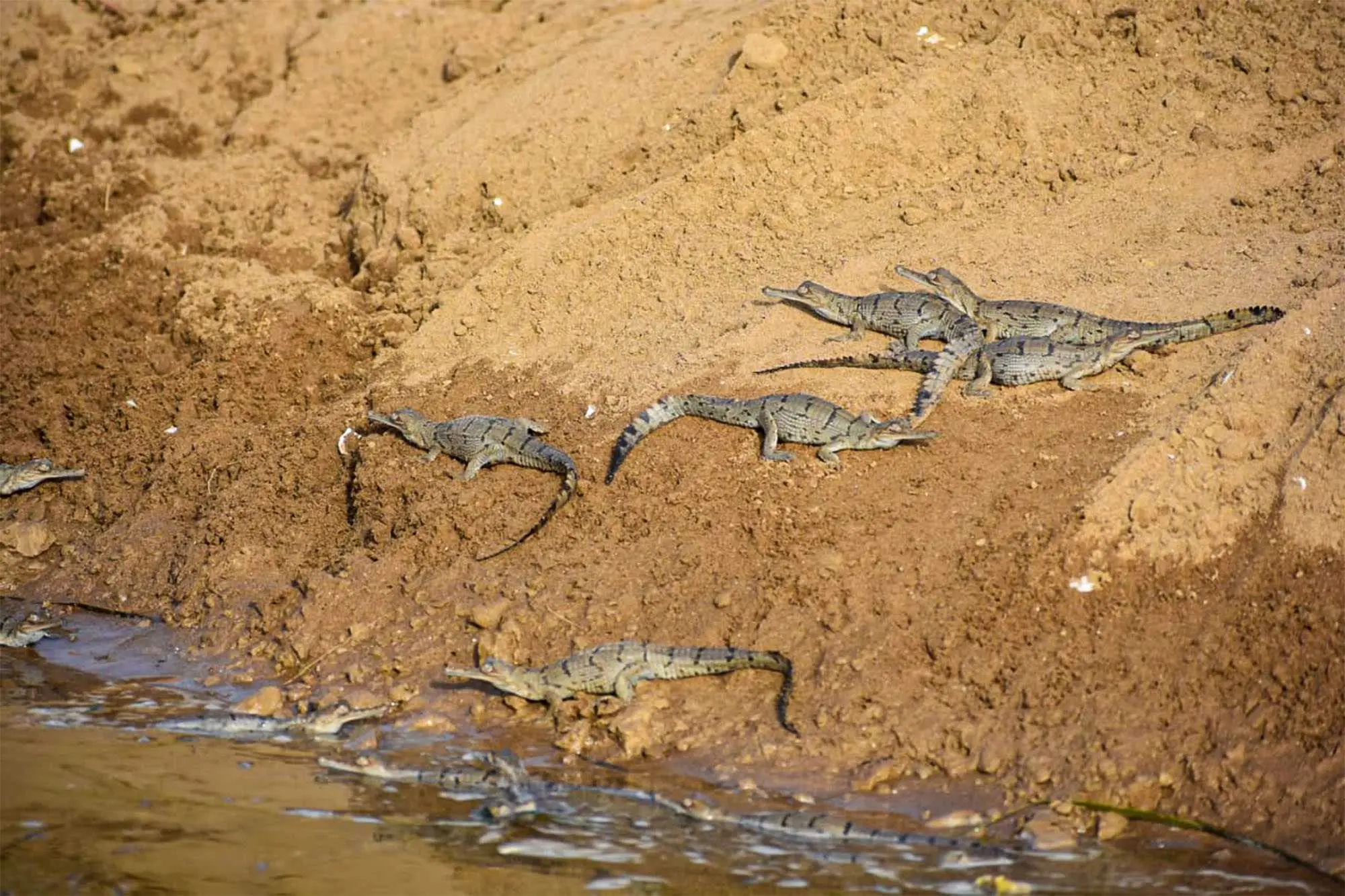 national chambal wildlife safari