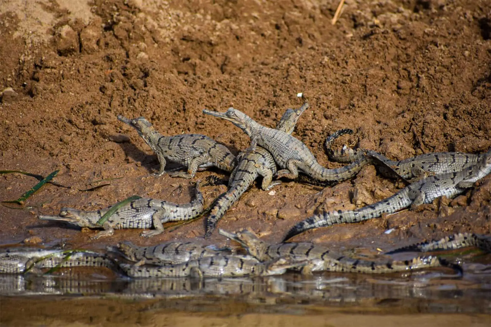chambal gharial sanctuary rajasthan