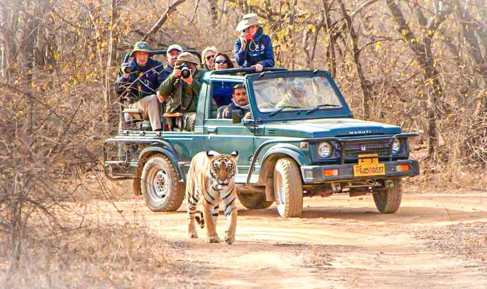 gypse canter safari
