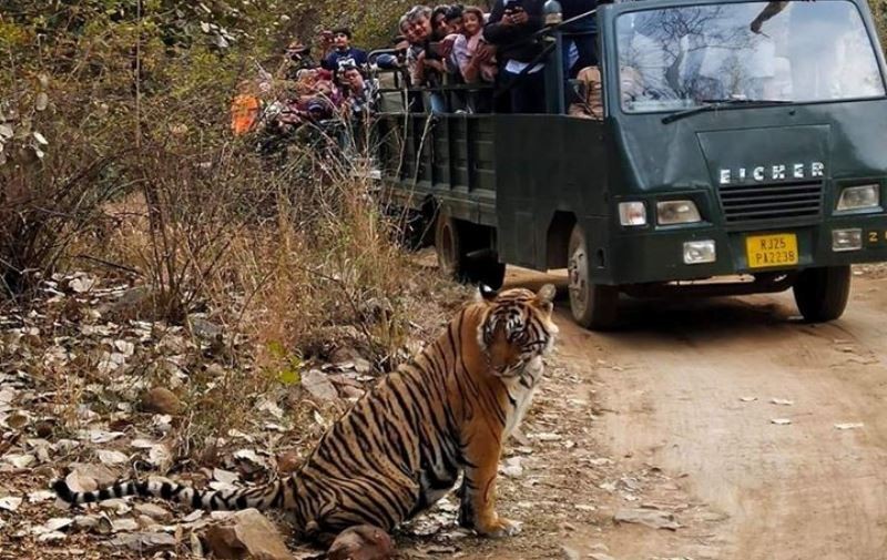 Ranthambore jeep safari