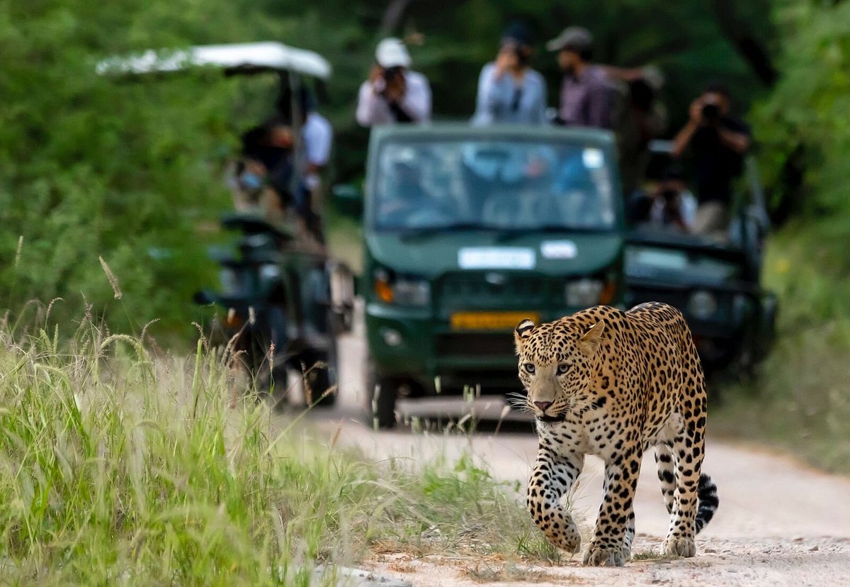 jaipur jhalana leopard safari