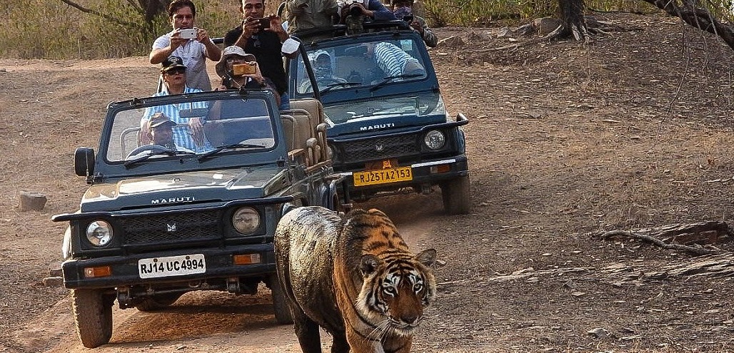Affordable Jeep Safari Booking In Ranthambore