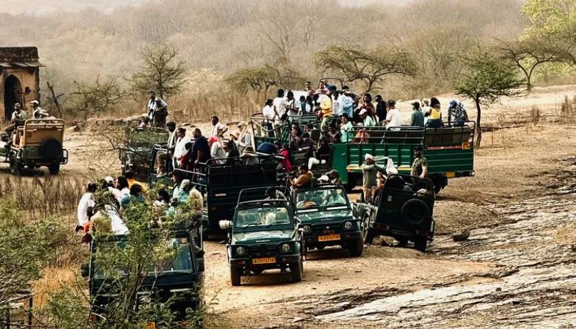 Best Jungle Safaris In Ranthambore