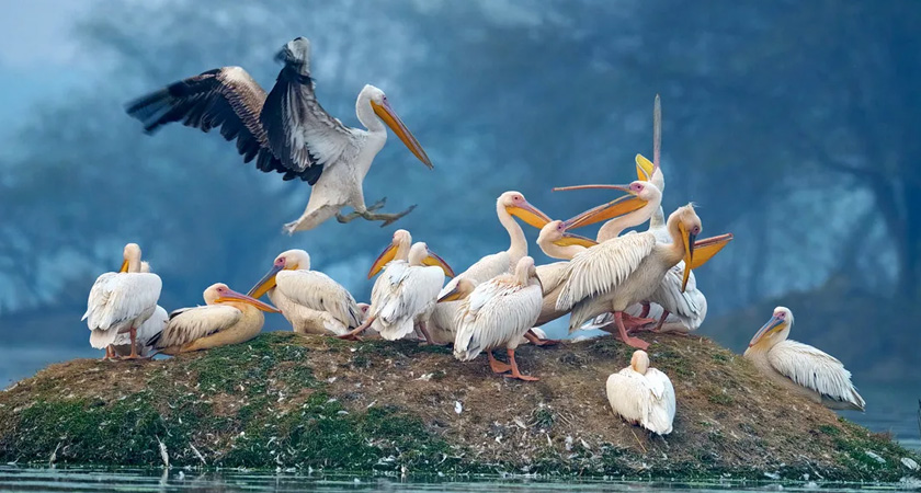 keoladeo national park timing