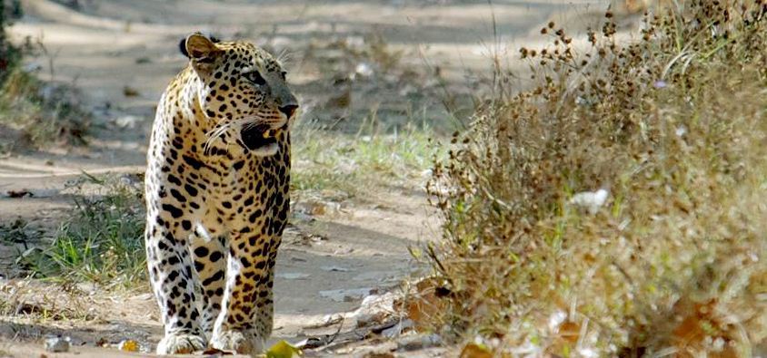 kumbhalgarh wildlife sanctuary udaipur