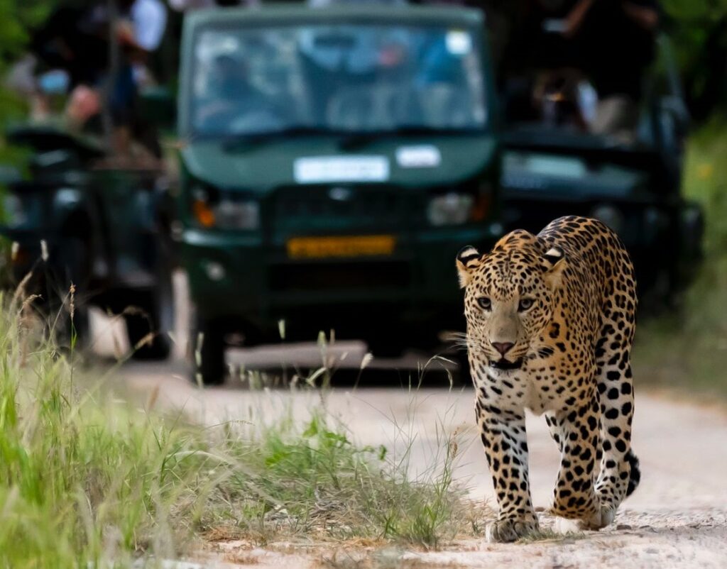 leopard safari jaipur