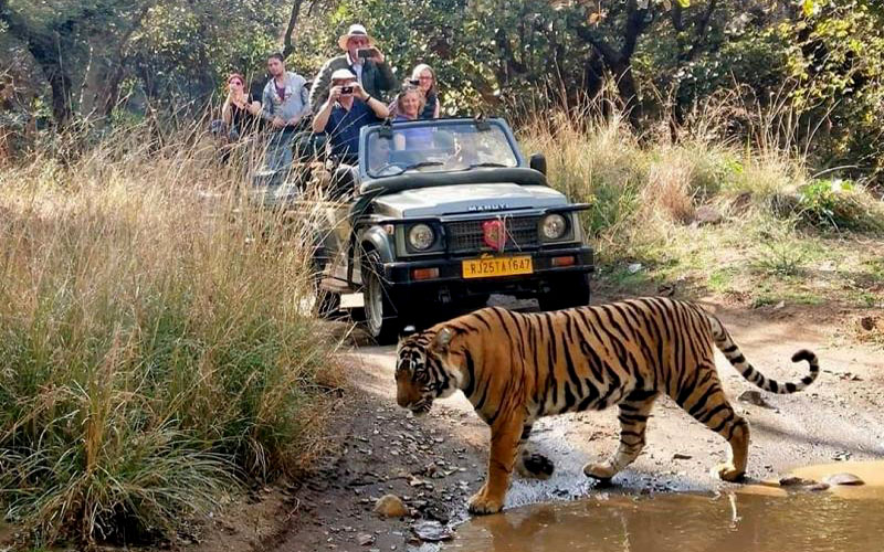 ranthambore tiger safari in gypse