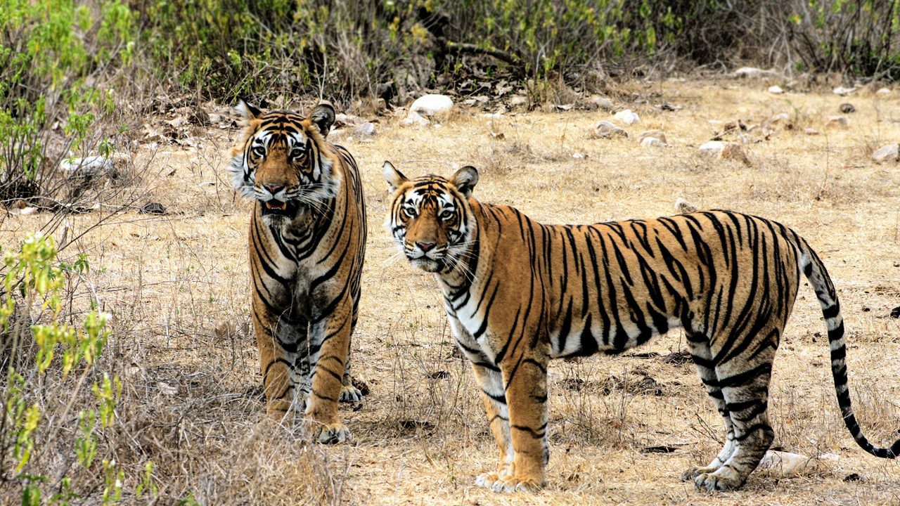 sariska wildlife sanctuary alwar