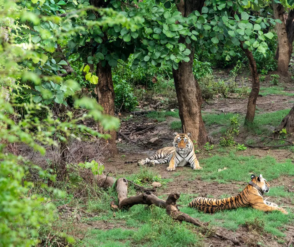 sariska wildlife sanctuary